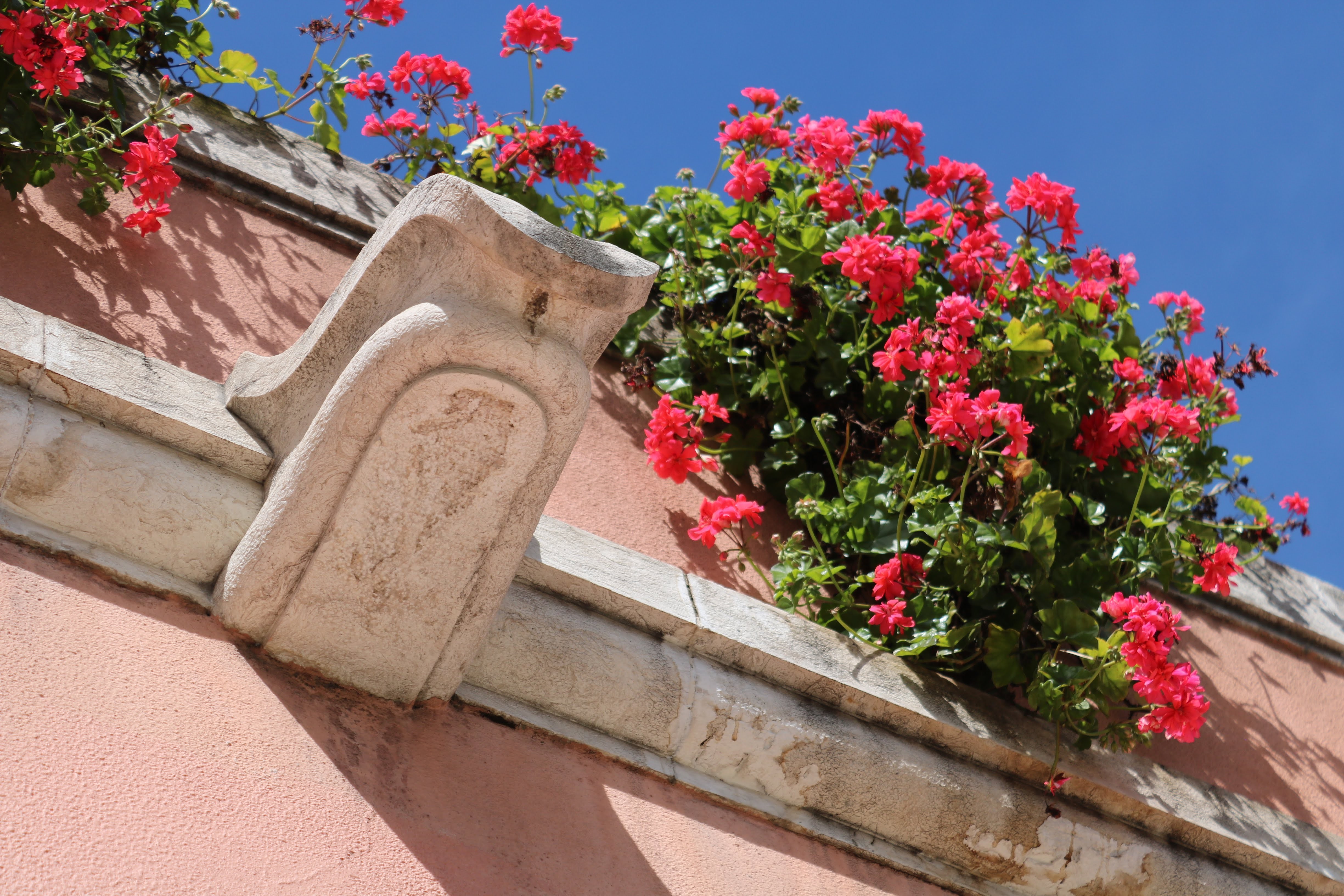 pink flowers